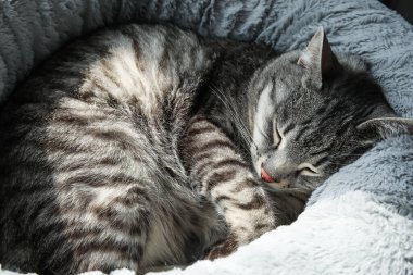 Sevimli çizgili kedi Evcil hayvan yatağında uyuyor