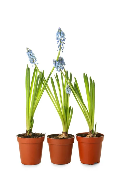 Pots Blooming Grape Hyacinth Plants Muscari Isolated White — Stock Photo, Image