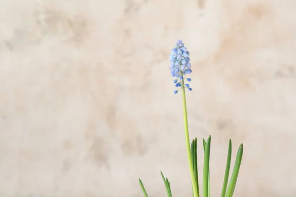 Blooming Grape Hyacinth Muscari Light Background — Stock Photo, Image