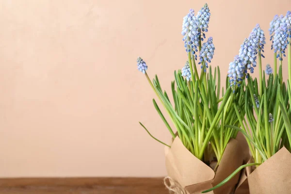 Pots Blooming Grape Hyacinth Plants Muscari Color Background — Stock Photo, Image