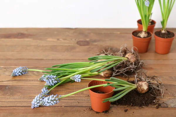 Pot Soil Blooming Grape Hyacinth Plants Muscari Wooden Table — Stock Photo, Image