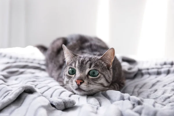 Grappig Gestreepte Kat Liggend Bed — Stockfoto