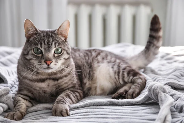 Leuke Gestreepte Kat Liggend Bed — Stockfoto