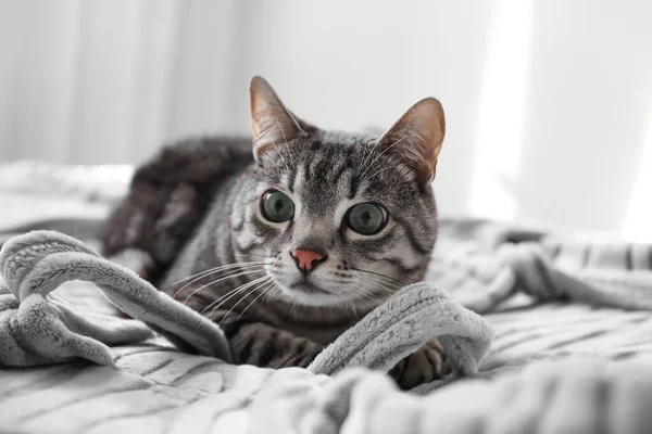 Schattig Grijs Gestreepte Kat Liggend Bed — Stockfoto