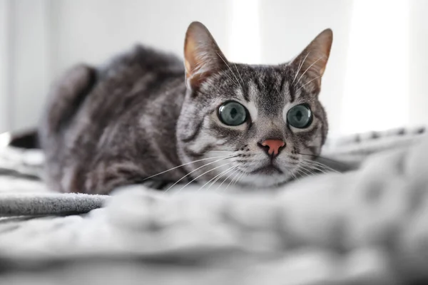 침대에 귀여운 줄무늬 고양이 — 스톡 사진