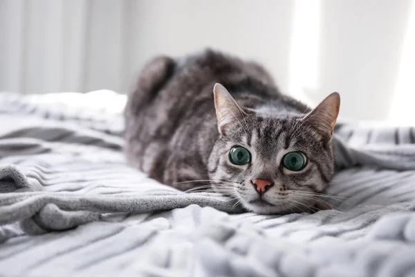Grappig Gestreepte Kat Liggend Bed — Stockfoto