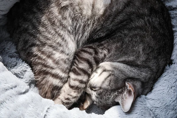 침대에서 귀여운 줄무늬 고양이 위에서 — 스톡 사진