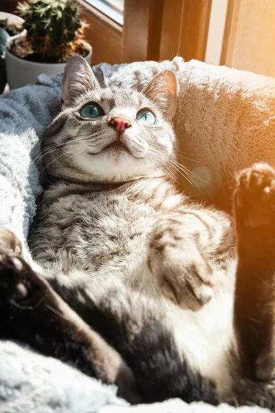 Gato Listrado Engraçado Relaxando Cama Estimação — Fotografia de Stock