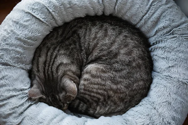 Leuke Gestreepte Kat Slapen Huisdier Bed Bovenaanzicht — Stockfoto