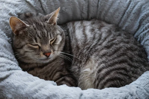 Мила Смугаста Кішка Спить Ліжку Домашніх Тварин — стокове фото