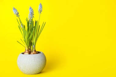 Sarı arka planda çiçek açan üzüm sümbülü (Muscari) saksı