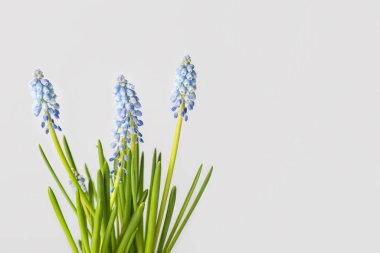 Hafif arkaplanda çiçek açan üzüm sümbülü bitkisi (Muscari)