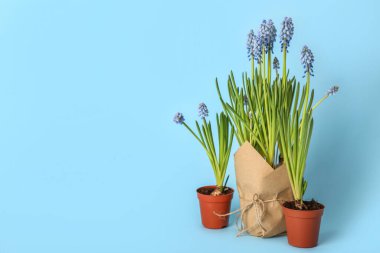 Mavi arka planda çiçek açan üzüm sümbülü saksıları (Muscari)