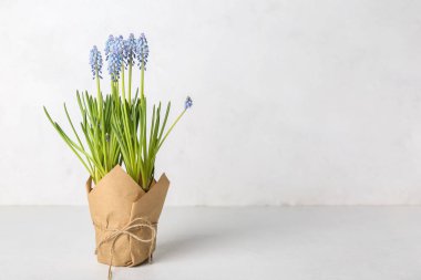 Hafif arkaplanda çiçek açan üzüm sümbülü (Muscari)