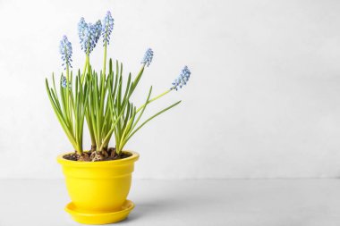 Hafif arkaplanda çiçek açan üzüm sümbülü (Muscari)