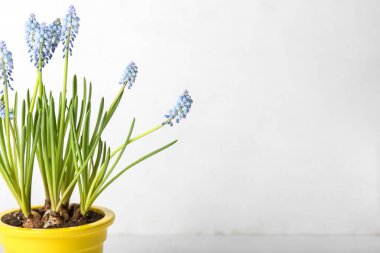 Hafif arkaplanda çiçek açan üzüm sümbülü (Muscari)