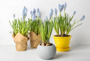 Hafif arka planda çiçek açan üzüm sümbülü saksıları (Muscari)
