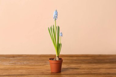 Ağaç masanın üzerinde çiçek açan üzüm sümbülü (Muscari).