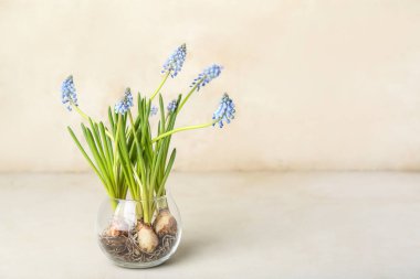 Açık arkaplanda çiçek açan üzüm sümbülü (Muscari) vazosu