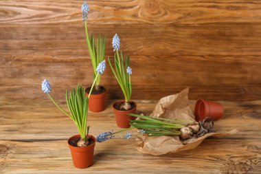 Ağaç zemin üzerinde çiçek açan üzüm sümbülü bitkileri (Muscari)