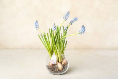 Açık arkaplanda çiçek açan üzüm sümbülü (Muscari) vazosu