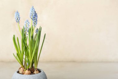 Hafif arkaplanda çiçek açan üzüm sümbülü (Muscari)