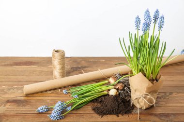 Beyaz arka plana karşı ahşap masa üzerinde çiçek açan üzüm sümbülü bitkileriyle (Muscari) kompozisyon