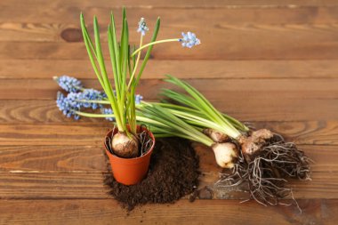 Çiçek açan üzüm sümbülü bitkileri (Muscari) ve ahşap arka planda toprak