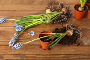 Ot, toprak ve çiçek açan üzüm sümbülü bitkileri (Muscari) ahşap masanın üzerinde.