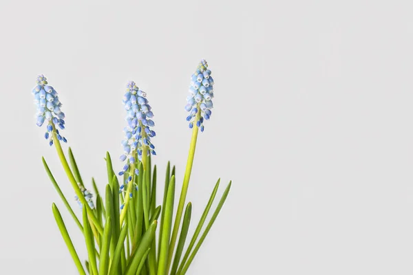 Blooming Grape Hyacinth Plant Muscari Light Background — Stock Photo, Image