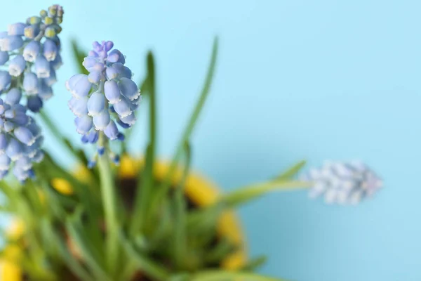 Beautiful Blooming Grape Hyacinth Plant Muscari Blue Background Closeup — Stock Photo, Image