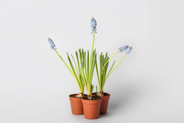 Pots Blooming Grape Hyacinth Plants Muscari Light Background — Stock Photo, Image