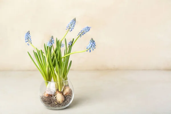 Vase Blooming Grape Hyacinth Muscari Light Background — Stock Photo, Image