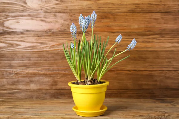 Ağaç masanın üzerinde çiçek açan üzüm sümbülü (Muscari).