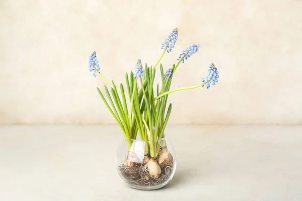 Vase Blooming Grape Hyacinth Muscari Light Background — Stock Photo, Image