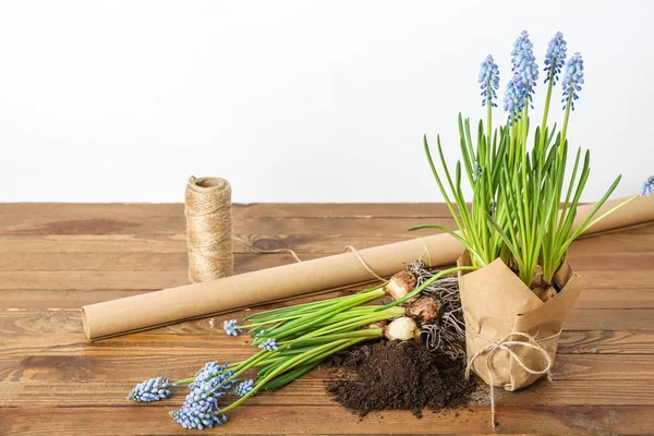 Composition Blooming Grape Hyacinth Plants Muscari Wooden Table White Background — Stock Photo, Image