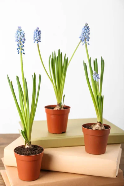 Pots Blooming Grape Hyacinth Plants Muscari Books Table White Background — Stock Photo, Image