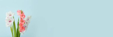 Açık mavi arkaplanda güzel gladiolus çiçekleri metin için boşluk