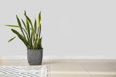 Çiçek ve halı ışık duvarının yanında.