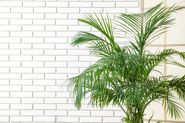 Palm Tree Folding Screen White Brick Wall — Stock Photo, Image