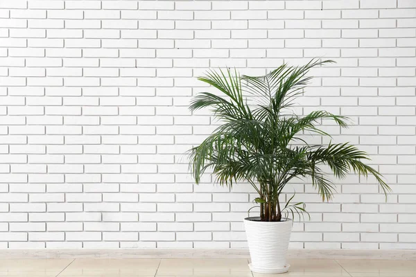 Beyaz tuğla duvarın yanındaki palmiye ağacı