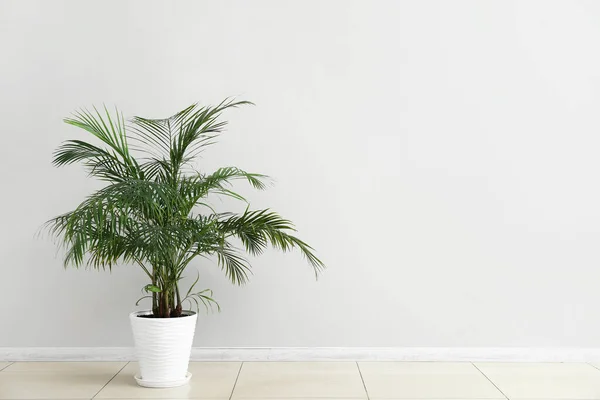 Пальмове Дерево Біля Світлої Стіни — стокове фото
