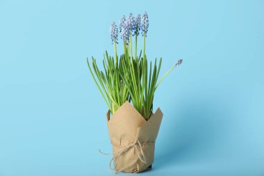 Mavi arka planda çiçek açan üzüm sümbülü (Muscari) saksısı