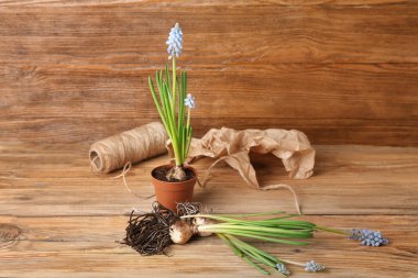 Ağaç zemin üzerinde çiçek açan üzüm sümbülü bitkileri (Muscari)