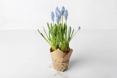 Hafif arkaplanda çiçek açan üzüm sümbülü (Muscari)