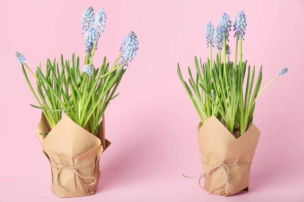 Pembe arka planda çiçek açan üzüm sümbülü saksıları (Muscari)