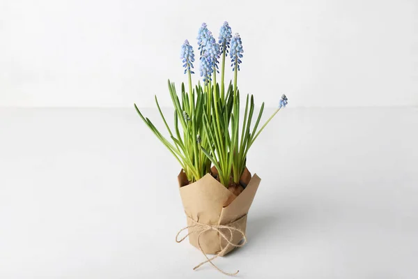 Pot Blooming Grape Hyacinth Muscari Light Background — Stock Photo, Image