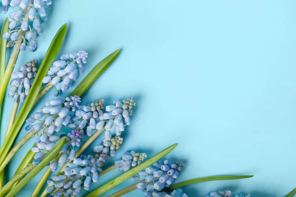 Beautiful Muscari Flowers Blue Background — Stock Photo, Image