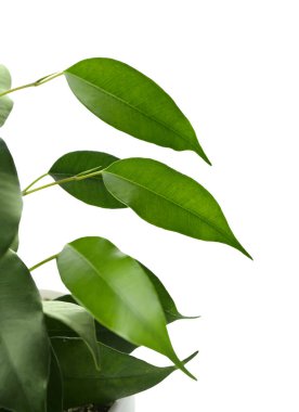 Beyaz arka planda Ficus benjamina, yakın plan