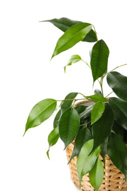Ficus benjamina hasır tencerede beyaz arka planda, yakın plan